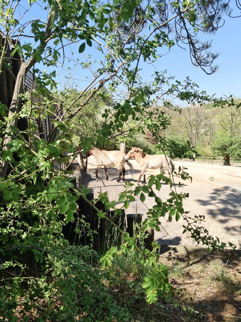 výlet do ZOO Praha 2